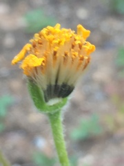 Arnica lonchophylla