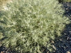 Ceratocarpus arenarius