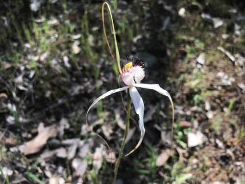 Image of Caladenia longicauda by (c) Ann Bentley, some rights reserved (CC BY)