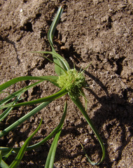 Cyperus michelianus