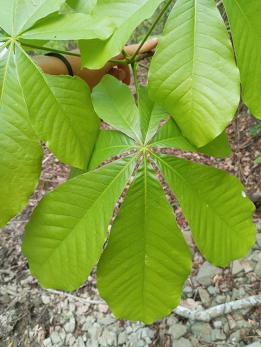 Pseudobombax argentinum (R.E.Fr.) A.Robyns 2