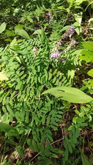 Vicia cassubica