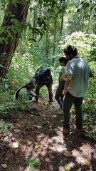 Pinus pseudostrobus apulcensis