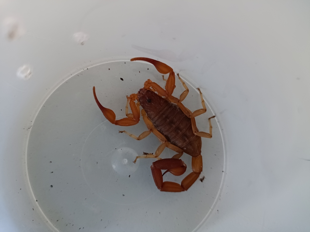 Centruroides pococki