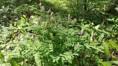 Vicia cassubica
