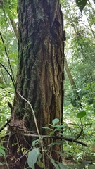 Pinus pseudostrobus apulcensis