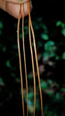 Pinus pseudostrobus apulcensis