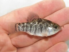 Sheepshead Minnow photo 2