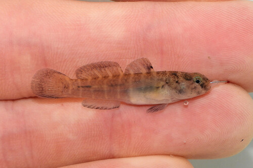 Seaboard Goby