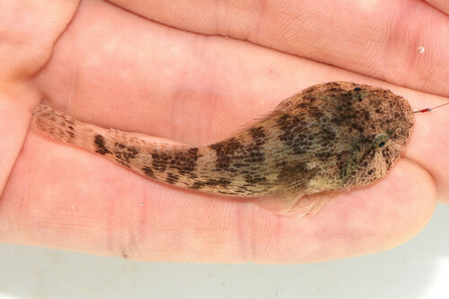 Gobiesox strumosus Cope, 1870