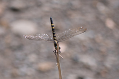 Onychothemis tonkinensis