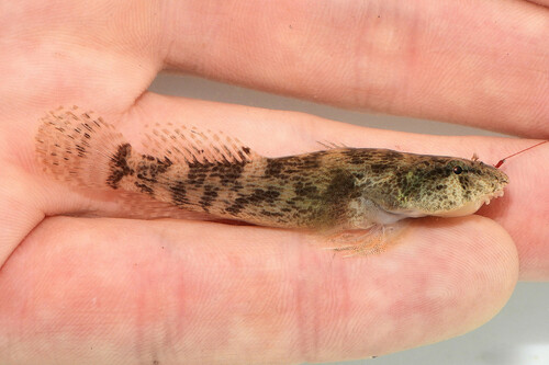 Koekenpan-zuignapvis (Gobiesox strumosus) — Gobiesocidae — 3