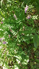 Vicia cassubica