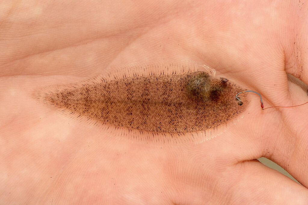 Blackcheek tonguefish (Symphurus plagiusa) — Cynoglossidae