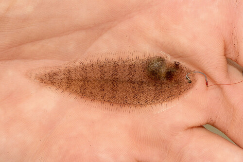 Blackcheek tonguefish (Symphurus plagiusa) — Cynoglossidae