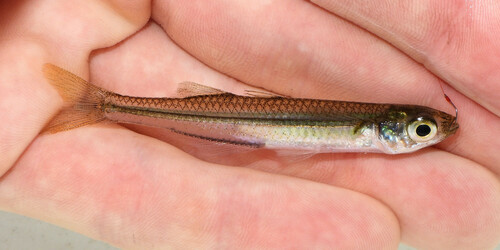 Inland Silverside