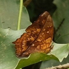 Charaxes pleione