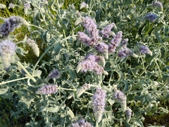 Mentha longifolia asiatica
