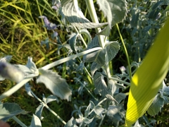 Mentha longifolia asiatica