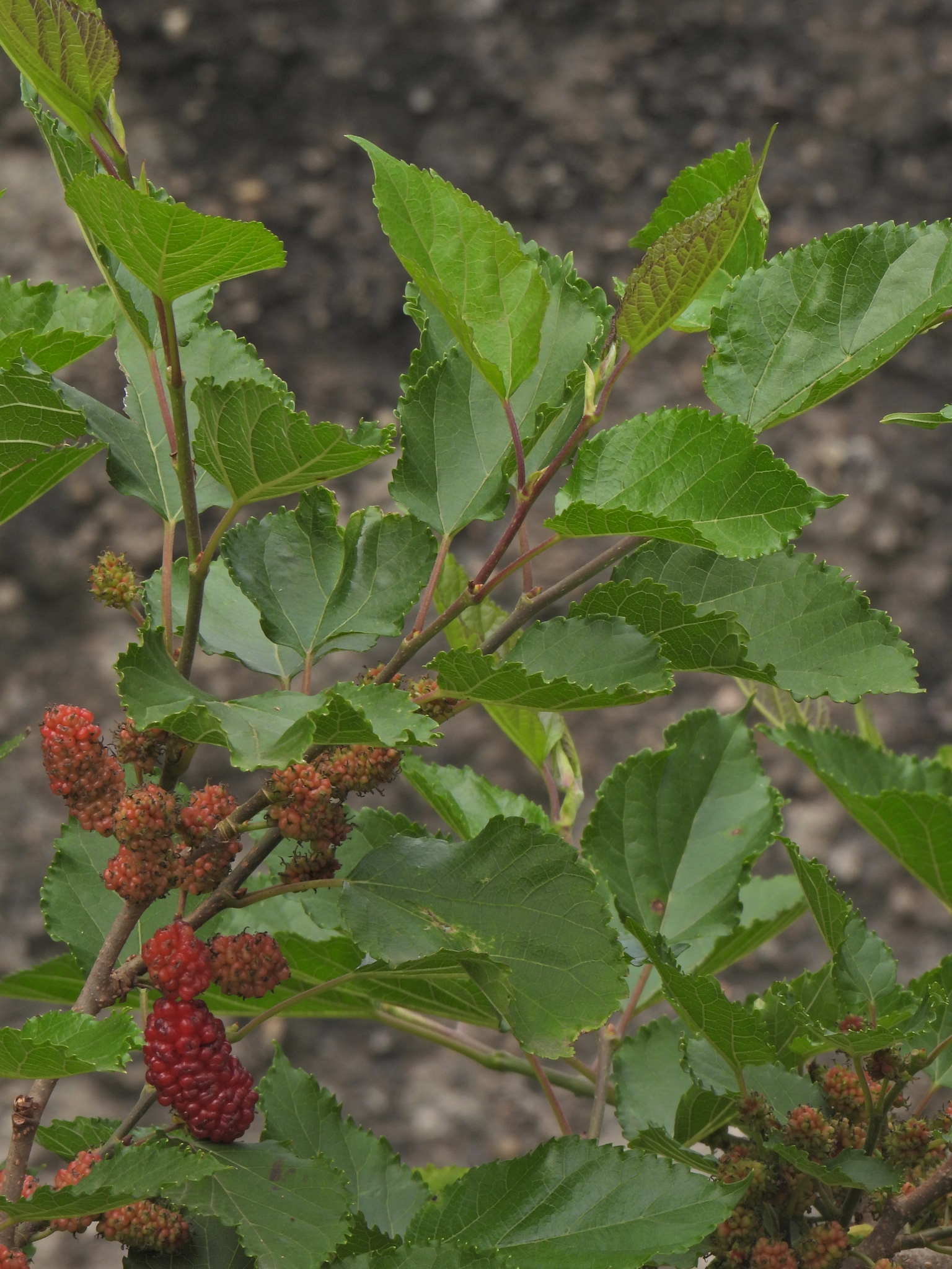 Morus nigra