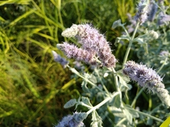 Mentha longifolia asiatica