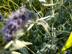Mentha longifolia asiatica