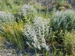 Mentha longifolia asiatica
