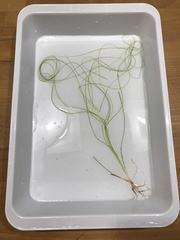 Schoenoplectus subterminalis