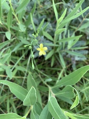 Linum sulcatum