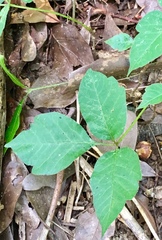 Toxicodendron radicans