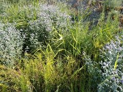 Mentha longifolia asiatica