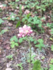 Antennaria rosea rosea