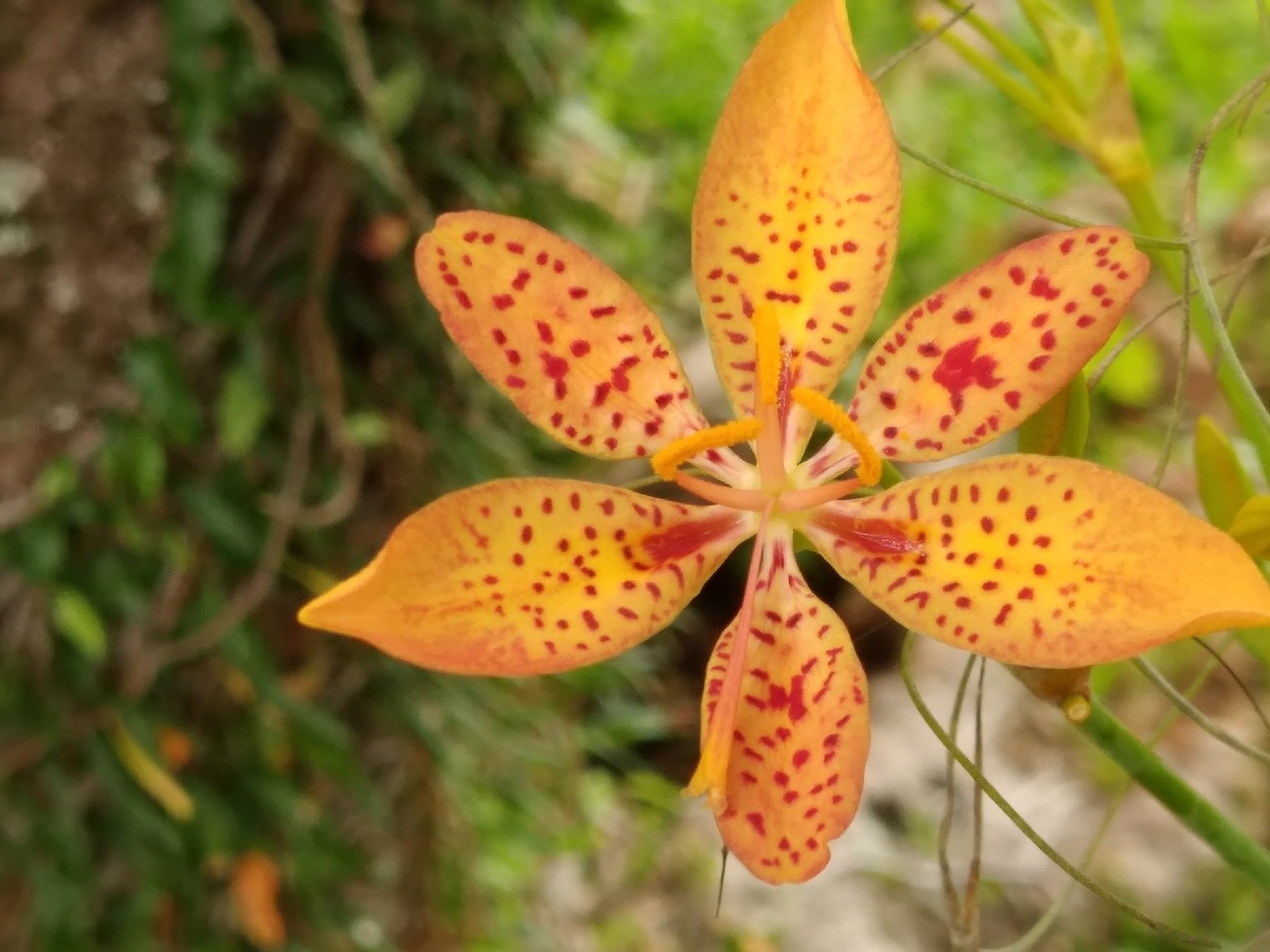 Iris domestica