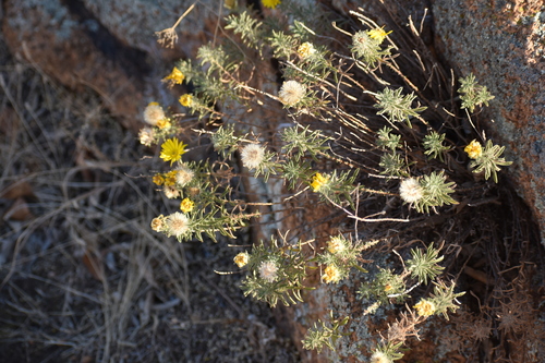 Image of Heterotheca stenophylla by no rights reserved