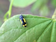 Ptosima gibbicollis