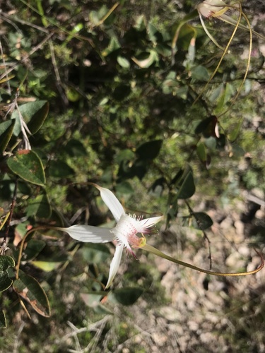 Image of Caladenia longicauda by (c) Ann Bentley, some rights reserved (CC BY)