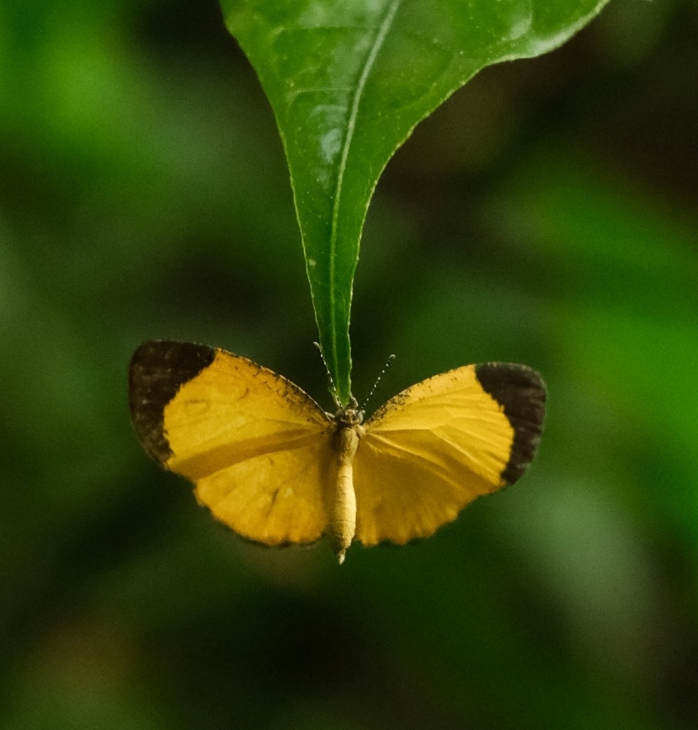 Citrinophila marginalis