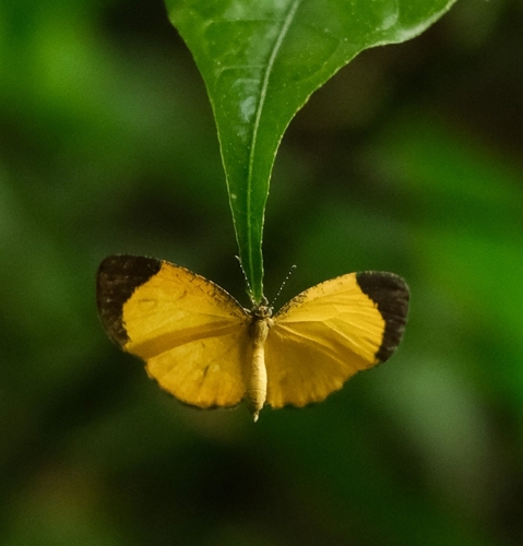 Citrinophila marginalis