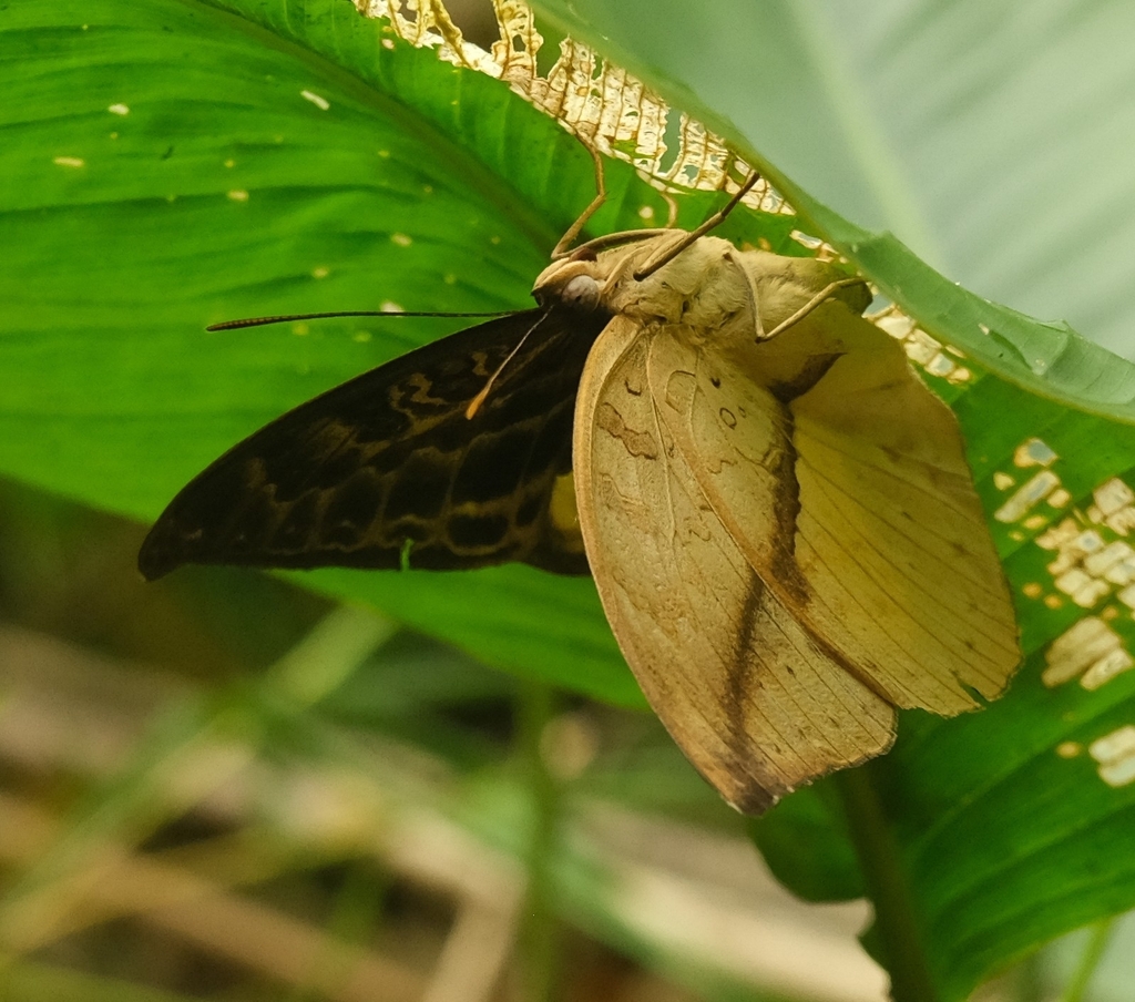 Banded Forester