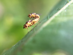 Chlorops