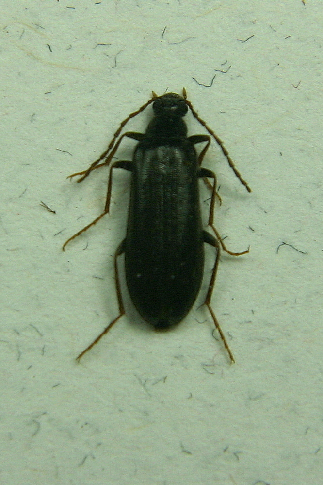 Mycetochara procera