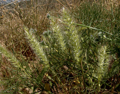 Trisetaria linearis