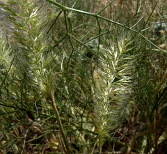 Trisetaria linearis