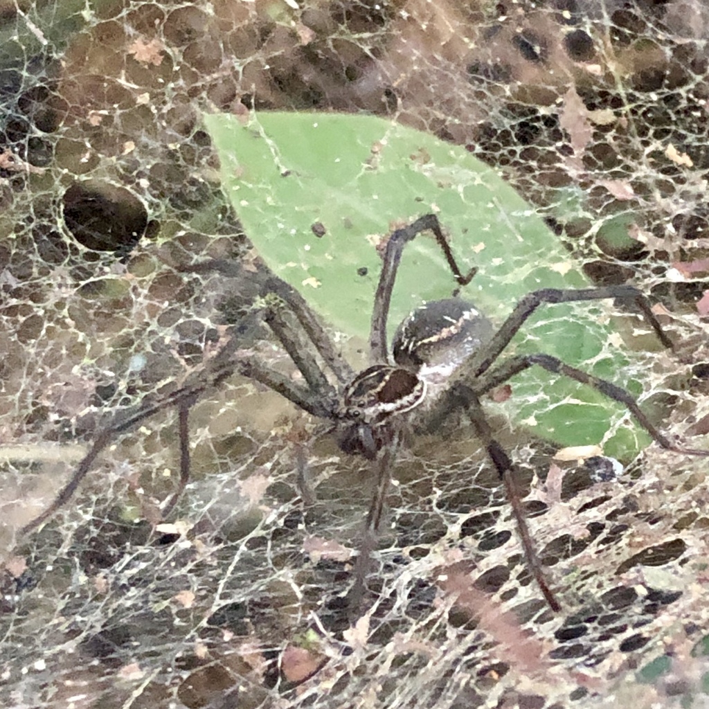 Aglaoctenus