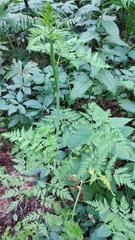 Conioselinum tataricum