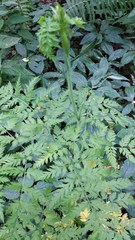 Conioselinum tataricum