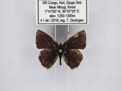 Anthene alberta