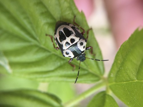 Photo of Anchor Stink Bug (Stiretrus anchorago)