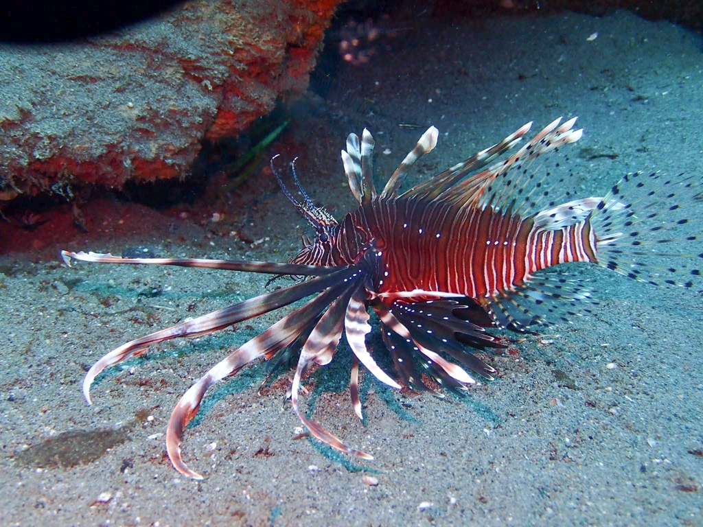 Red lionfish with spread fins over sand in Dauin, Philippines