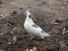 Columba livia